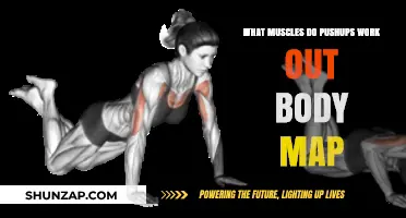 Pushup Power: A Body Map of Targeted Muscles Revealed