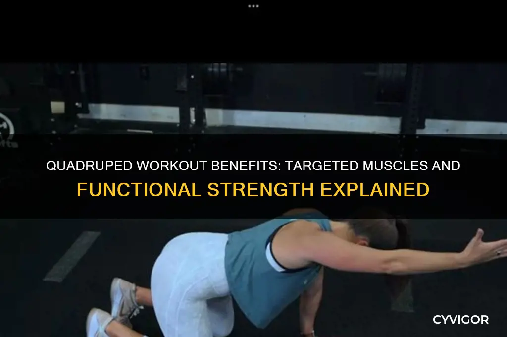 what muscles do quadrupeds work