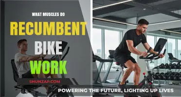 Recumbent Bike Workout: Target Muscles and Fitness Benefits Explained