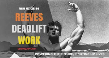 Reeves Deadlift Muscles: Targeted Strength Training Breakdown