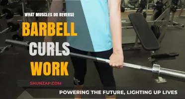 Reverse Barbell Curls: Targeted Muscles and Strength Benefits Explained
