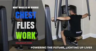 Reverse Chest Flies: Targeted Muscles and Benefits Explained