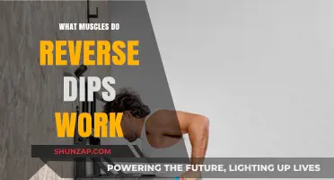 Reverse Dips: Targeted Muscles and Benefits for Upper Body Strength