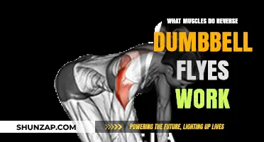 Reverse Dumbbell Flyes: Targeted Muscles and Benefits Explained