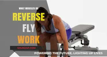Reverse Fly Muscles: Targeted Benefits and Workout Techniques Explained