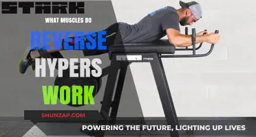Reverse Hypers: Targeted Muscles and Benefits for Strength Training