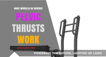 Reverse Pelvic Thrusts: Targeted Muscles and Core Strength Benefits