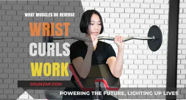 Reverse Wrist Curls: Targeted Muscles and Strengthening Benefits Explained