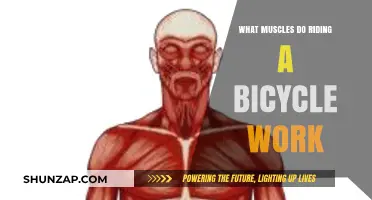 Pedal Power: Muscles Engaged While Riding a Bicycle