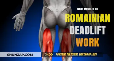 Romanian Deadlift Muscles: Targeted Areas and Benefits Explained