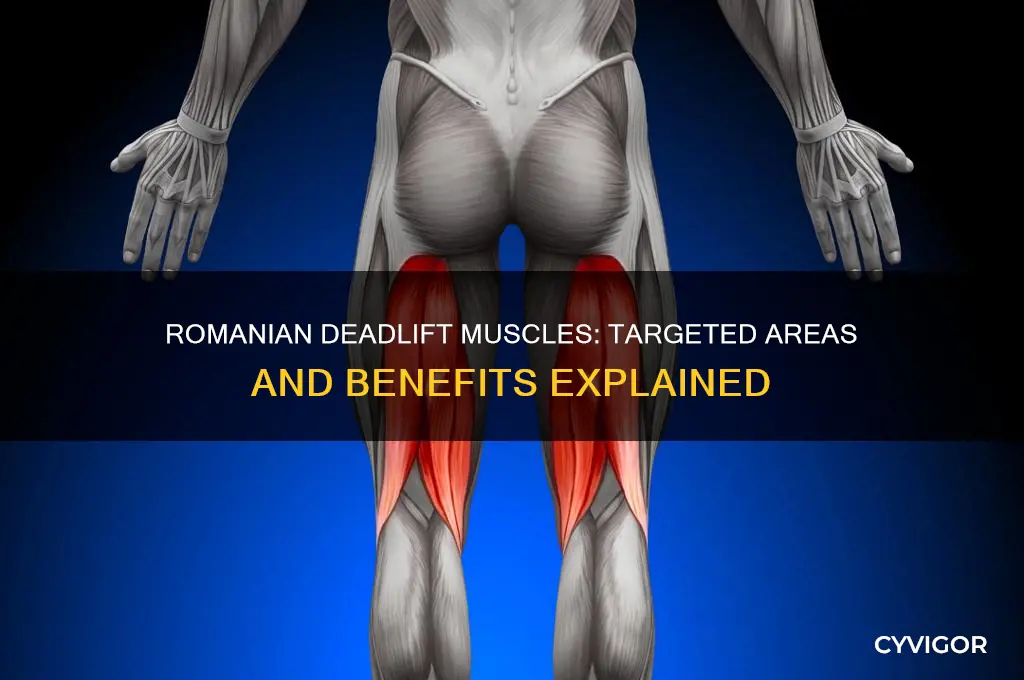 what muscles do romainian deadlift work