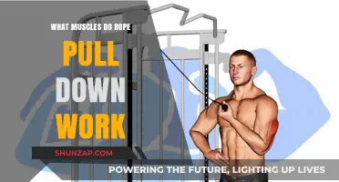 Rope Pull Down Muscles: Targeted Back, Arm, and Core Engagement