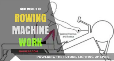 Rowing Machine Muscles: A Full-Body Workout Breakdown