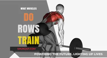 Build a V-Shaped Torso: Muscles Trained by Rows