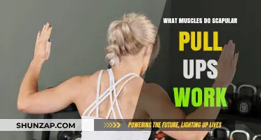 Scapular Pull-Ups: Targeted Muscles and Benefits Explained