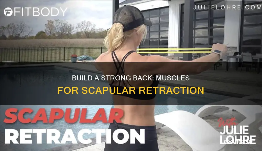 what muscles do scapular retraction