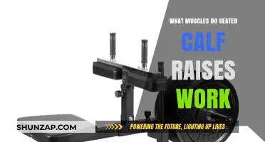Seated Calf Raises: Targeted Muscles and Effective Lower Leg Workout