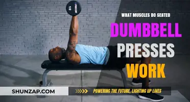 Seated Dumbbell Press: Targeted Muscles and Benefits Explained