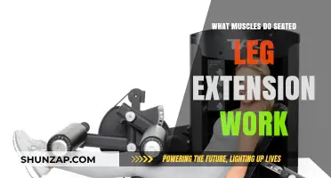 Seated Leg Extension Muscles: Targeted Workout Benefits Explained