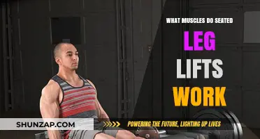 Seated Leg Lifts: Targeted Muscles and Benefits Explained