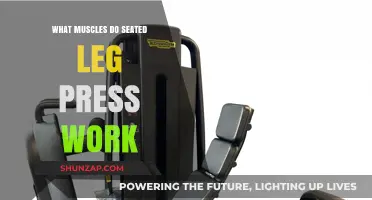 Seated Leg Press: Target Muscles and Workout Benefits Explained