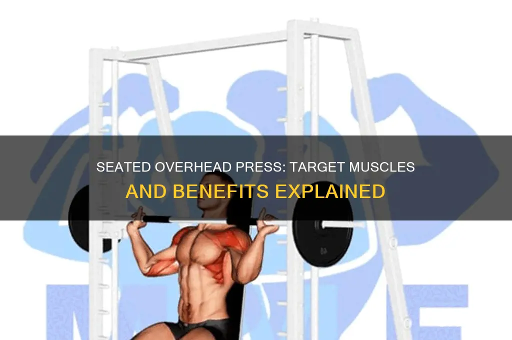 what muscles do seated overhead press work