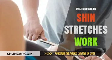 Shin Stretches: Targeted Muscles for Flexibility and Lower Leg Relief