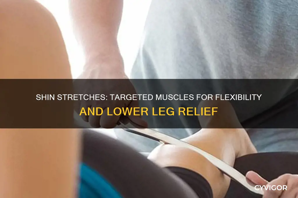 what muscles do shin stretches work