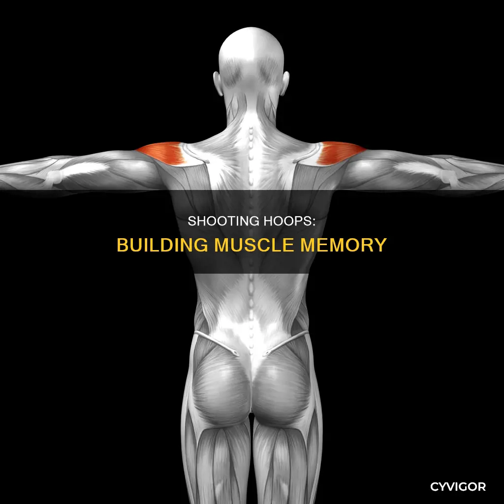 what muscles do shooting basketball