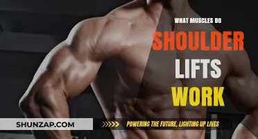 Shoulder Lifts: Targeted Muscles and Strengthening Benefits Explained