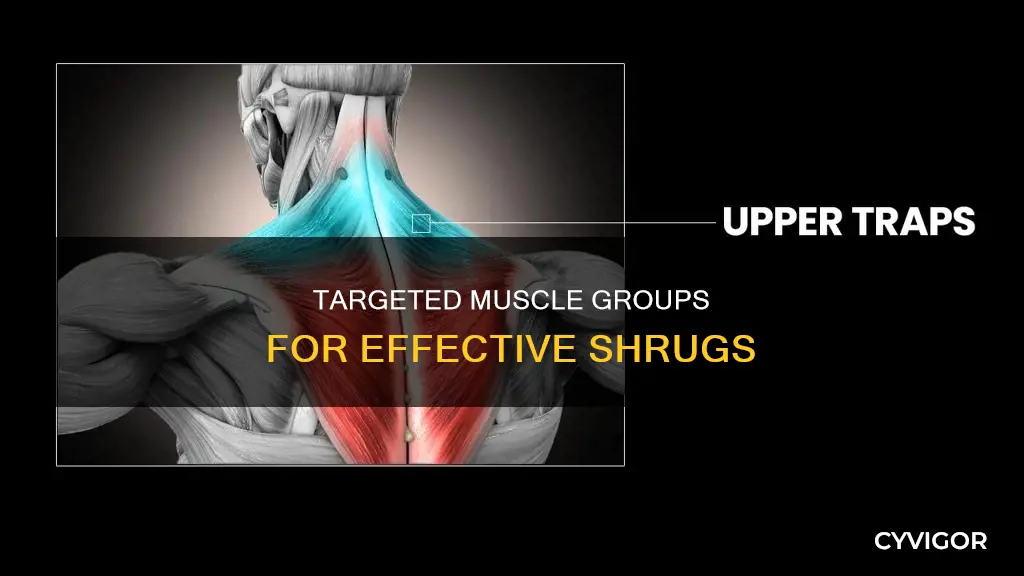 what muscles do shrugs hit