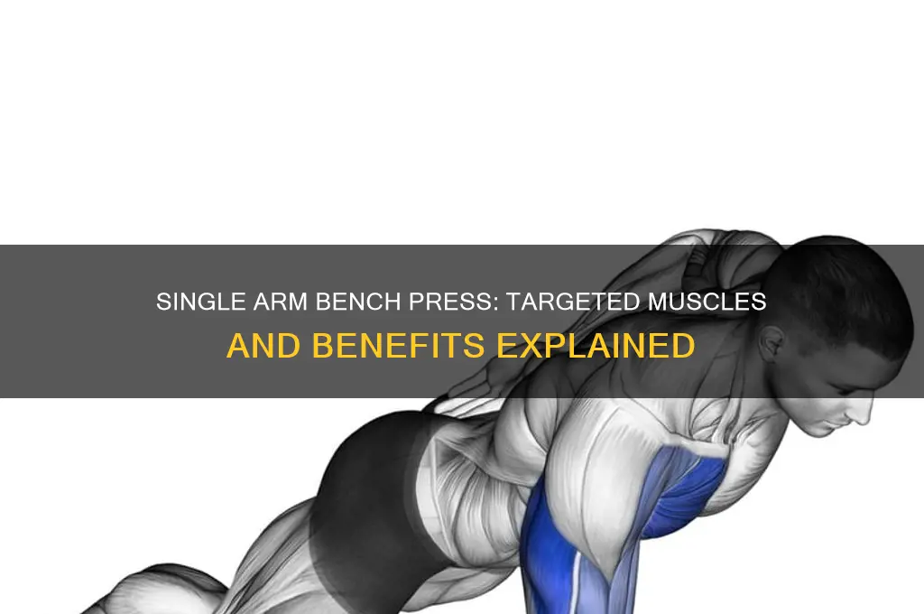 what muscles do single arm bench presses work