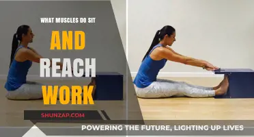 Sit and Reach: Target Muscles for Flexibility and Strength
