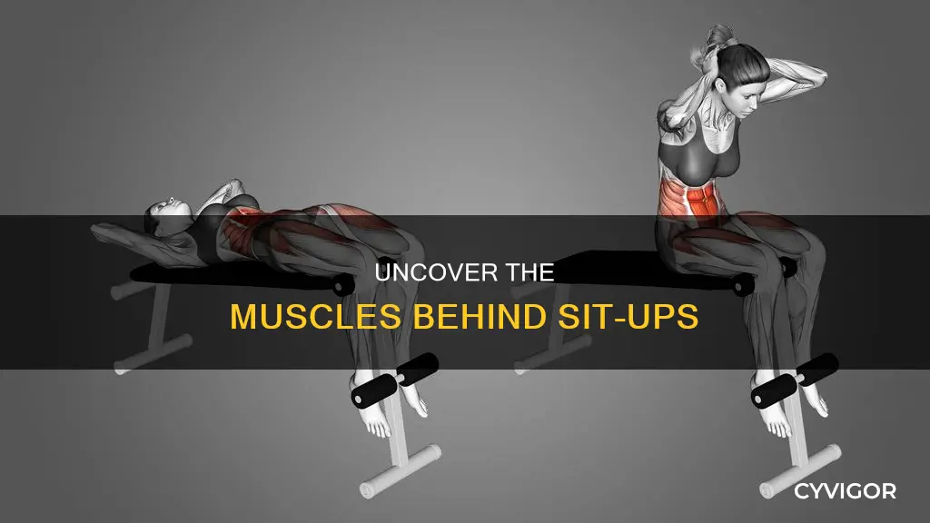 what muscles do situps target