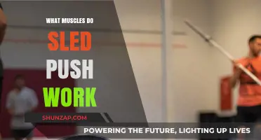 Sled Push Muscles: Targeted Benefits and Full-Body Engagement Explained