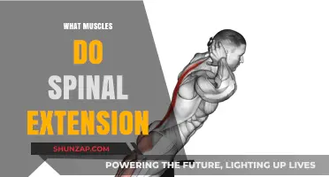Spinal Extension: Which Muscles Are Involved?