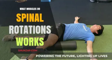 Spinal Rotations: Targeted Muscles and Core Strength Benefits Explained