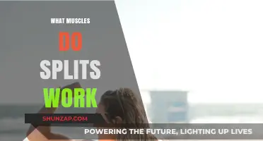 Splits Workout: Targeting Hamstrings, Hip Flexors, and Inner Thigh Muscles