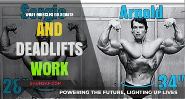 Squats and Deadlifts: Unlocking Full-Body Muscle Activation Explained