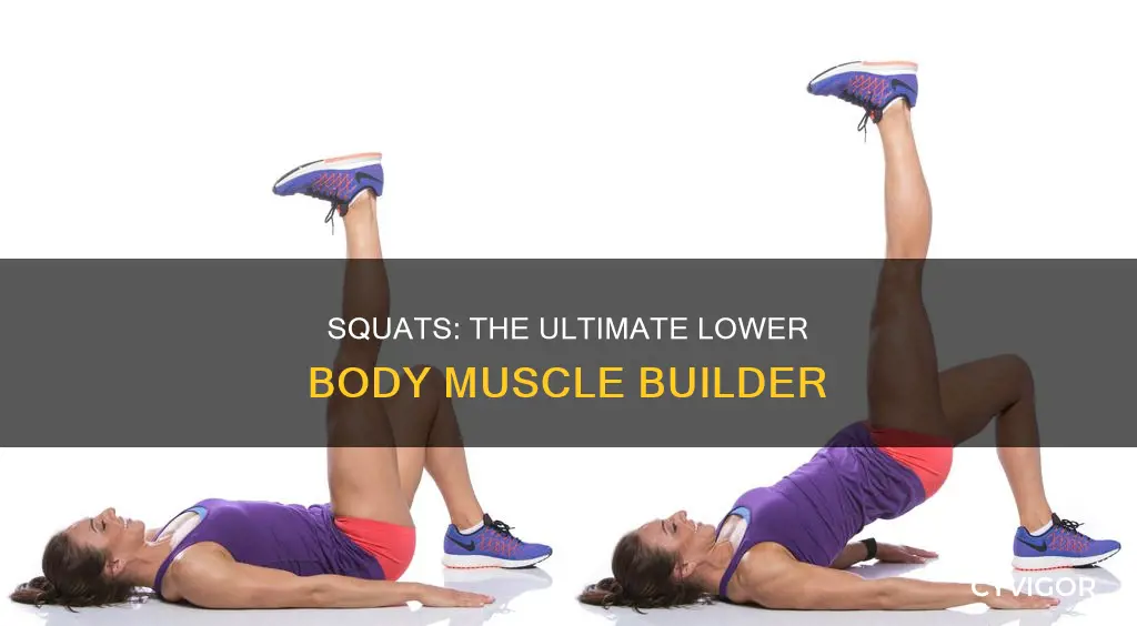 what muscles do squatswork