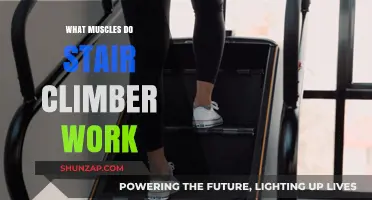 Stair Climber Workout: Targeted Muscles and Fitness Benefits Explained
