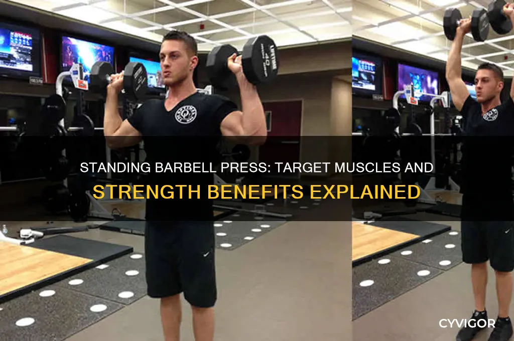 what muscles do standing barbell press work