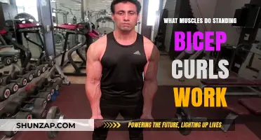 Standing Bicep Curls: Target Muscles and Workout Benefits Explained