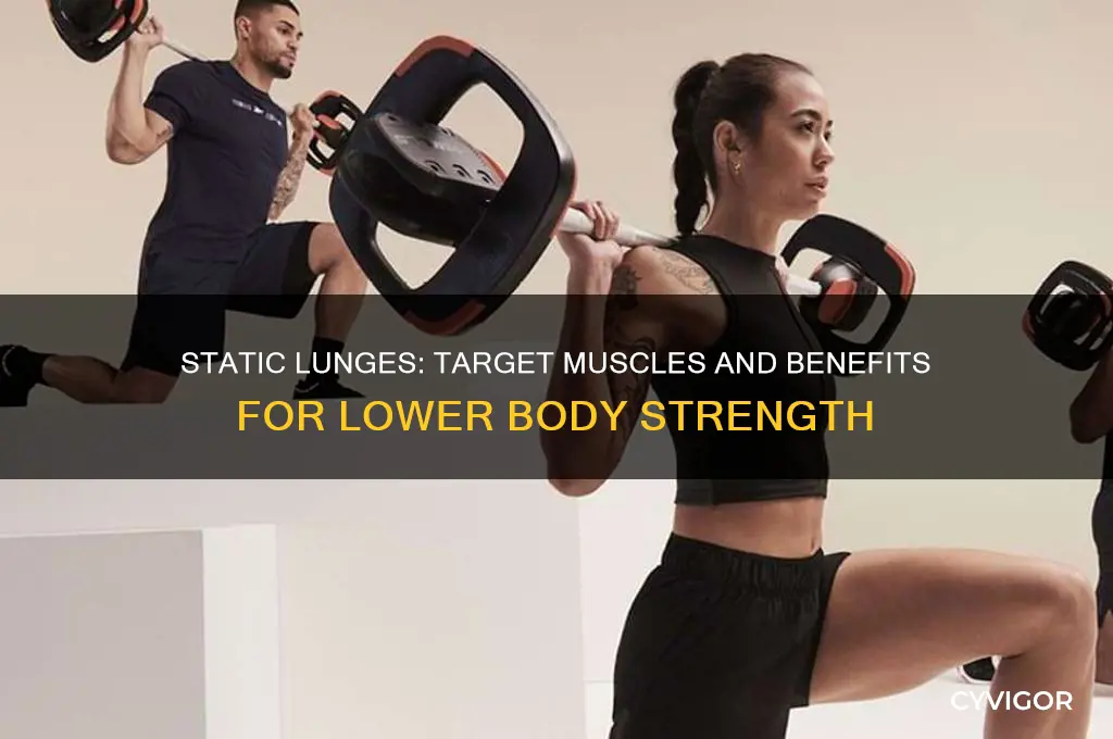 what muscles do static lunges work