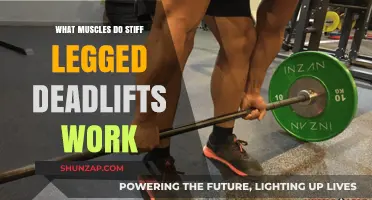 Stiff-Legged Deadlifts: Targeted Muscles and Benefits Explained