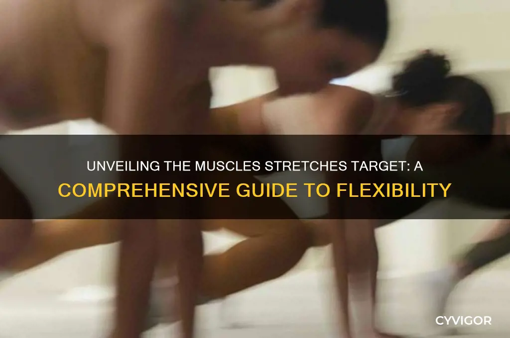 what muscles do stretches work