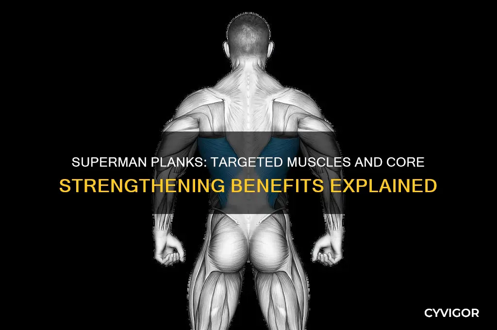 what muscles do superman planks work