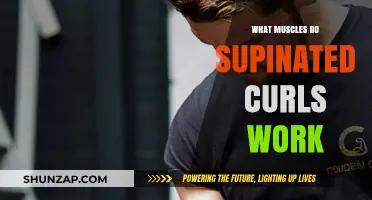 Supinated Curls: Targeted Muscles and Benefits for Stronger Arms