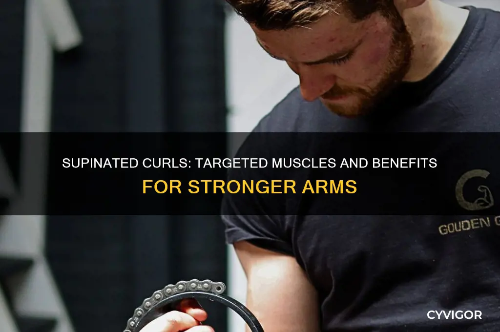 what muscles do supinated curls work