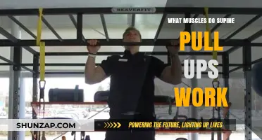 Supine Pull-Ups: Targeted Muscles and Benefits Explained